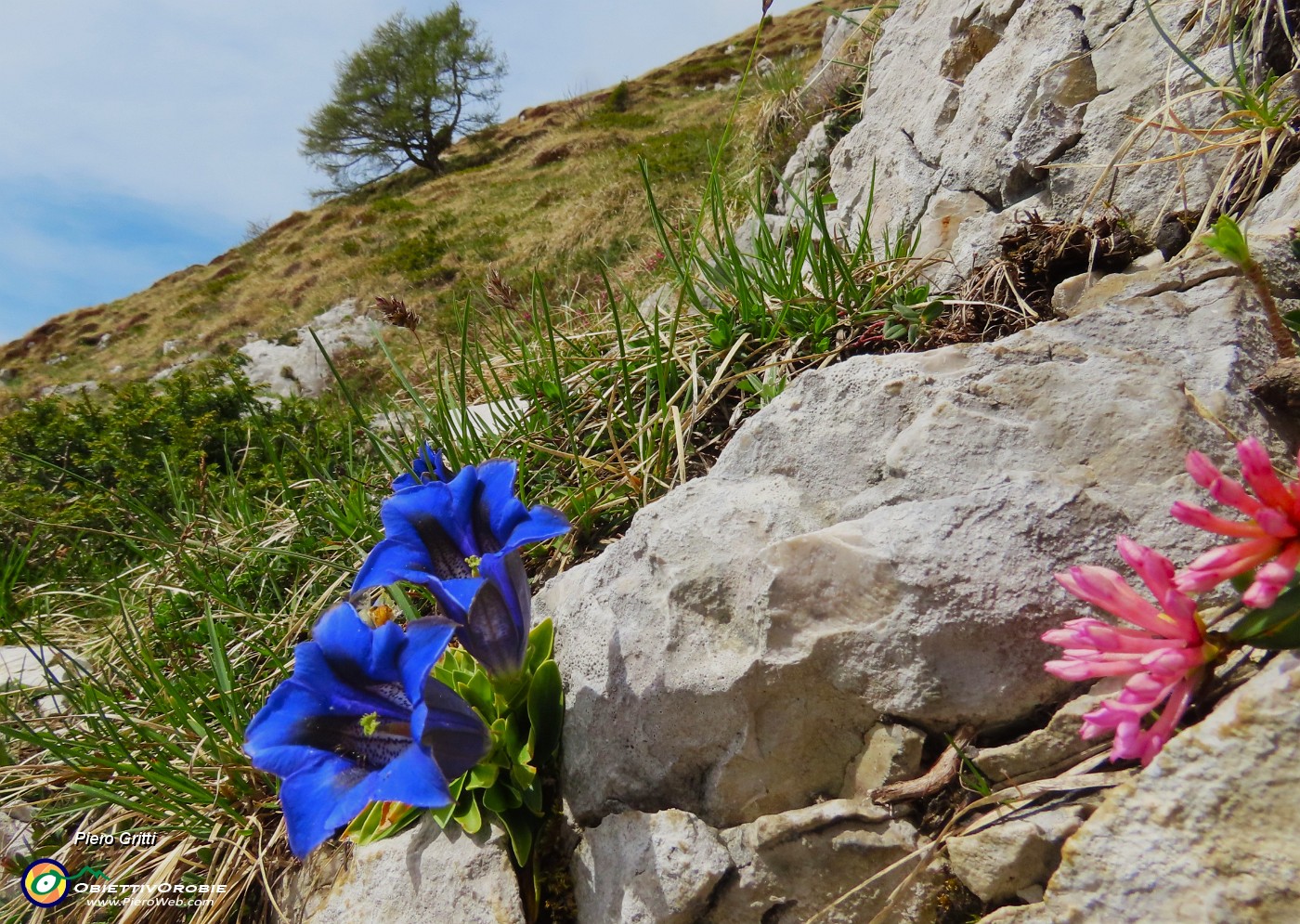 36 Gentiana clusii (Genziana di Clusius).JPG